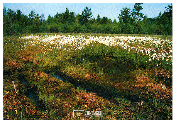 fot. Stanisław Orłowski
